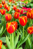 Fototapeta Tulipany - Group of red tulips in the park