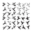 © Shineoxstock - black and white Hummingbird  illustration vector