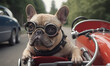 Close-up of a funny french bulldog with goggles in a pedal car detailed