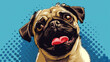 A happy pug dog with a wrinkled face and a tongue sticking out on a blue background.