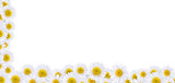Fototapeta Lawenda - Many beautiful daisies For making background images
