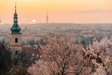 Pink Flowering Tree Branches And Red Roofs At Dawn In Prague