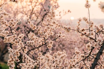 Wall Mural - Pink flowering tree branches and red roofs at dawn