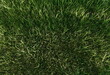 Green grass texture background for golf course.