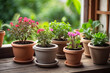 Popular Potted plants in a terracotta pot On the window sill of the house window, balcony, succulent, begonia, blooming, ficus
