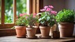 Popular Potted plants in a terracotta pot On the window sill of the house window, balcony,  succulent, begonia, blooming, ficus