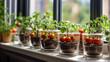 Growing homemade tomatoes at home on the windowsill, kitchen garden, seedlings for planting in the spring