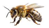 Fototapeta Zwierzęta - Bee isolated on transparent background. Apis mellifera. Honeybee.