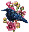 Beautiful drawing of a raven on a branch with flowers. Watercolor drawing of a bird on a white background.
