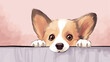 Cute Pembroke Welsh Corgi dog sneeking peeking out, above empty white brick wall banner, illustration vector. 