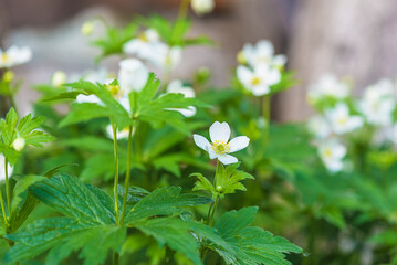 Wall Mural - White anemone Anemone crassifolia, mountain anemone flowers blooming in a summer garden