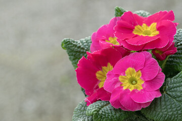 Wall Mural - blooming pink primrose with yellow center. space for your text.