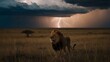 Lion in the savanna of Africa with Thunderstorm and lightning.