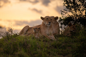 Wall Mural - lion pride ( panthera leo leo) at sunset, olare motorogi conservancy, kenya.