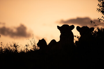 Wall Mural - lion pride ( panthera leo leo) at dusk, olare motorogi conservancy, kenya.