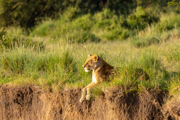 Wall Mural - lioness ( panthera leo leo) enjoying the golden light of the morning sun, olare motorogi conservancy