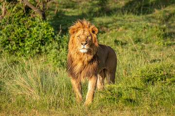 Wall Mural - male lion ( panthera leo leo) walking in the golden light of the morning sun, olare motorogi conserv