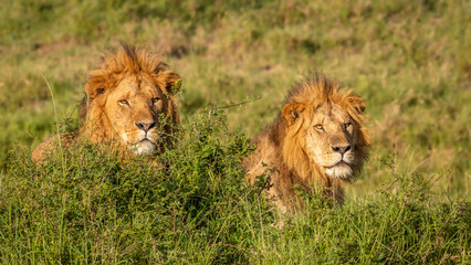 Wall Mural - two male lions ( panthera leo leo) in the golden light of the morning sun, olare motorogi conservanc