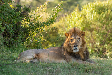 Wall Mural - male lion ( panthera leo leo) resting, olare motorogi conservancy, kenya.