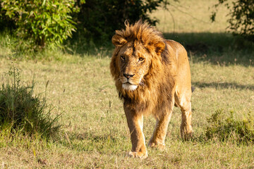 Wall Mural - male lion ( panthera leo leo) walking in the morning sun, olare motorogi conservancy, kenya.