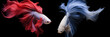 Panorama siamese fighting fish, isolated on black background