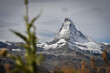 Matterhorn mit alpiner Flora