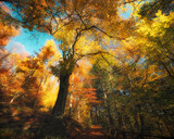 Fototapeta Las - Colorful tree branches in a painterly sunny forest in autumn. Beautifully sunlit treetops with bright blue sky