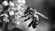 A black and white close-up of a bee delicately perched on a flower, with meticulous detail highlighting the pollination process.