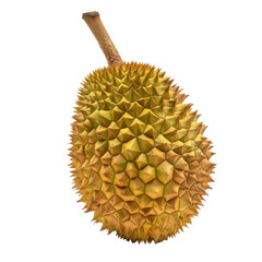 Poster - Ripe Durian isolated on transparent background