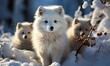 Group of White Foxes in Snow