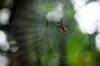 Leben im Regenwald: Tropische Spinne in ihrem Netz