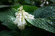 Frühlingsfrische: Weiße Blume mit Regentropfen auf grünen Blättern
