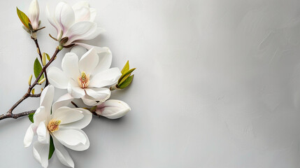 Canvas Print - magnolia