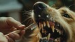 A dog receiving dental care, suitable for veterinary or pet care concepts