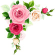 Roses corner border. Red, pink, and white roses corner design element isolated on a white background