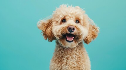 Happy lap dog in light wool with a sweet smile on a bright blue background