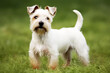 Purebred purebred beautiful dog breed Dandy Diamond Terrier, background nature.