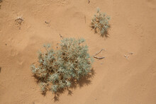 Gray prickly plant on the sand in the desert.