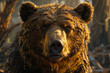 brown bear - Ursus arctos close up High quality photo