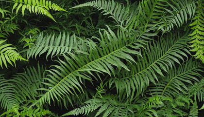 Wall Mural - collection of ferns 