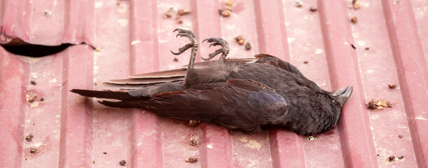 A dead bird lies on the roof with its paws up. Bird flu epidemic, infected raven fell and died.