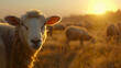A serene sheep bathes in the golden hue of a setting sun on a tranquil farm.