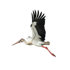 Wall Mural - white stork in flight