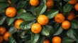  Oranges growing on a tree, surrounded by green leaves, under a bright sun on a fall or winter day