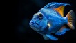  A close-up photo of a blue-yellow fish illuminated from the side in a dimly lit environment
