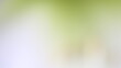 Amaryllis Flower blur depth of field Background
