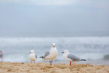 Trio Of Seagulls Standing On Sandy Beach On Overcast Day