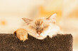 © Austockphoto - Close up portrait of fluffy cat asleep on tower