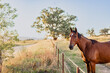 © Austockphoto - Portrait of single horse standing at fence beside country road
