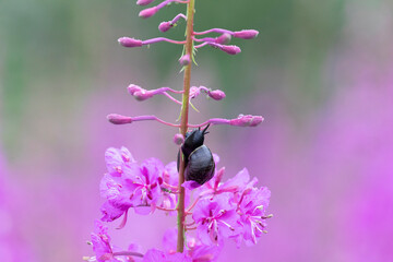 Wall Mural - Snail on fireweed flower after rain close up